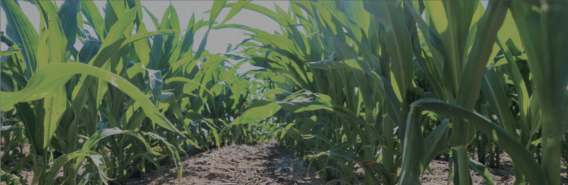 the bank of tioga ag business products and services the bank of tioga ag business products and services