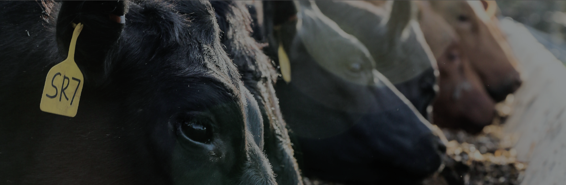 the bank of tioga ag producer products and services the bank of tioga ag producer products and services